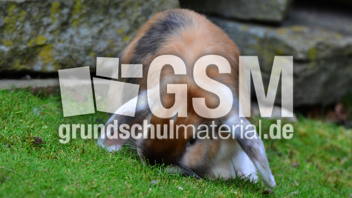 Widderkaninchen (05).jpg